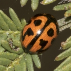 Peltoschema oceanica (Oceanica leaf beetle) at Bruce Ridge to Gossan Hill - 30 Oct 2023 by AlisonMilton