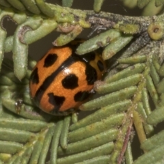 Peltoschema oceanica at Gossan Hill - 30 Oct 2023