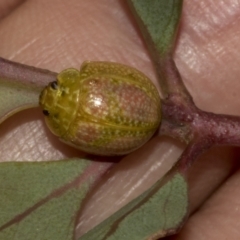 Paropsisterna fastidiosa (Eucalyptus leaf beetle) at Bruce, ACT - 30 Oct 2023 by AlisonMilton