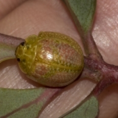 Paropsisterna fastidiosa at Gossan Hill - 30 Oct 2023 02:11 PM