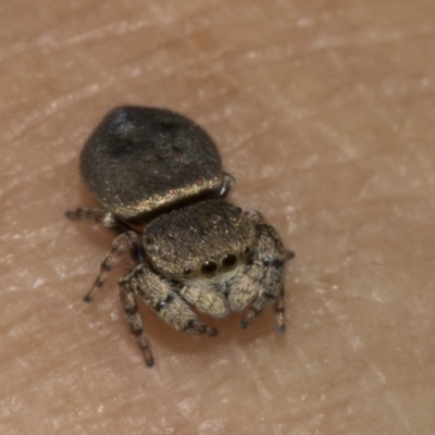 Simaethula sp. (genus) (A jumping spider) at Bruce, ACT - 30 Oct 2023 by AlisonMilton