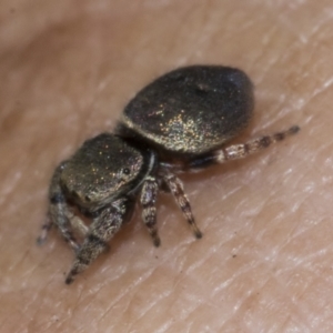 Simaethula sp. (genus) at Bruce Ridge to Gossan Hill - 30 Oct 2023