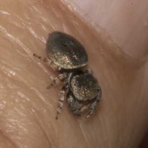 Simaethula sp. (genus) at Bruce Ridge to Gossan Hill - 30 Oct 2023