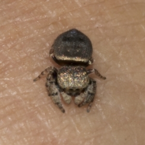 Simaethula sp. (genus) at Bruce Ridge to Gossan Hill - 30 Oct 2023