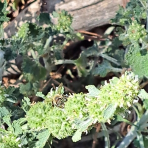 Apis mellifera at Justice Robert Hope Reserve (JRH) - 10 Nov 2023 11:56 AM