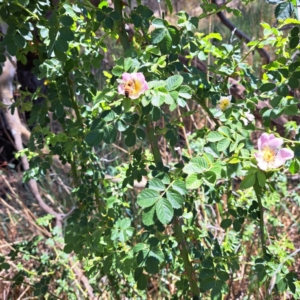 Apis mellifera at Justice Robert Hope Reserve (JRH) - 10 Nov 2023 11:56 AM