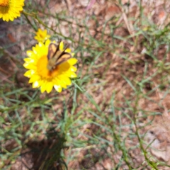 Hesperiidae (family) at Justice Robert Hope Reserve (JRH) - 10 Nov 2023