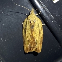 Cryptoptila (genus) (A Totricid moth (Tortricini)) at QPRC LGA - 10 Nov 2023 by SteveBorkowskis