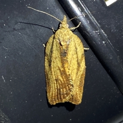 Cryptoptila (genus) (A Totricid moth (Tortricini)) at QPRC LGA - 10 Nov 2023 by SteveBorkowskis