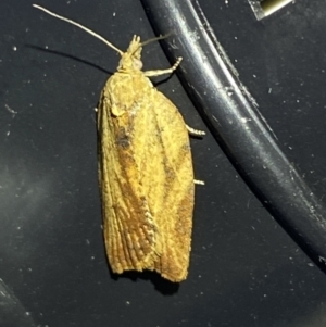 Cryptoptila (genus) at QPRC LGA - 10 Nov 2023