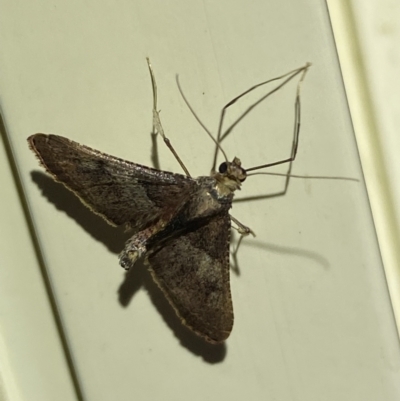 Endotricha melanchroa (A Pyralid moth (Endotrichinae)) at QPRC LGA - 10 Nov 2023 by SteveBorkowskis