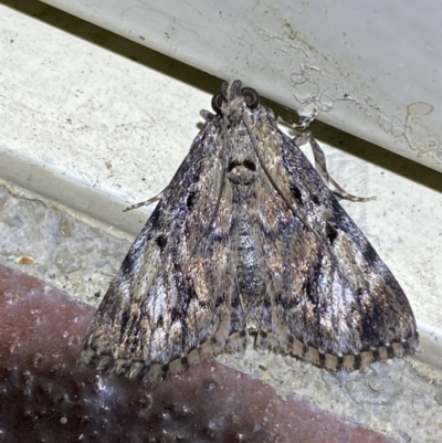 Epipaschiinae (subfamily) (A Pyralid moth) at QPRC LGA - 10 Nov 2023 by SteveBorkowskis