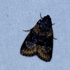 Araeopaschia undescribed spANIC19 (A Pyralid moth) at QPRC LGA - 10 Nov 2023 by SteveBorkowskis
