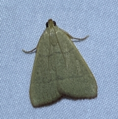 Ocrasa albidalis (A Pyralid moth) at QPRC LGA - 10 Nov 2023 by SteveBorkowskis