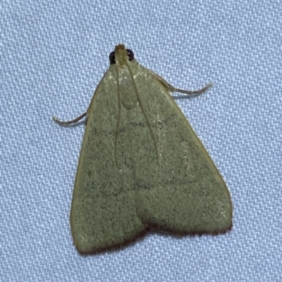Ocrasa albidalis (A Pyralid moth) at QPRC LGA - 10 Nov 2023 by SteveBorkowskis