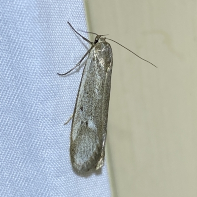 Philobota (genus) (Unidentified Philobota genus moths) at QPRC LGA - 10 Nov 2023 by SteveBorkowskis