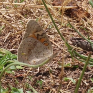 Junonia villida at Stranger Pond - 10 Nov 2023