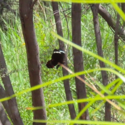 Papilio aegeus (Orchard Swallowtail, Large Citrus Butterfly) at Stranger Pond - 10 Nov 2023 by RodDeb