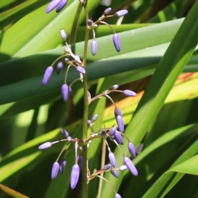 Dianella sp. (Flax Lily) at Stranger Pond - 10 Nov 2023 by RodDeb