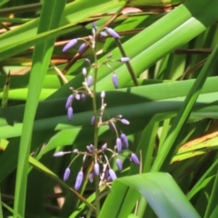 Dianella sp. at Stranger Pond - 10 Nov 2023