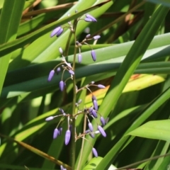 Dianella sp. at Stranger Pond - 10 Nov 2023