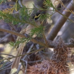 Caligavis chrysops (Yellow-faced Honeyeater) at Stranger Pond - 10 Nov 2023 by RodDeb