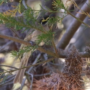 Caligavis chrysops at Stranger Pond - 10 Nov 2023