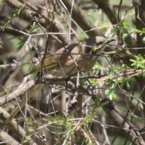 Caligavis chrysops at Stranger Pond - 10 Nov 2023