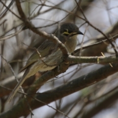 Caligavis chrysops at Stranger Pond - 10 Nov 2023