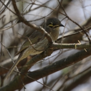 Caligavis chrysops at Stranger Pond - 10 Nov 2023