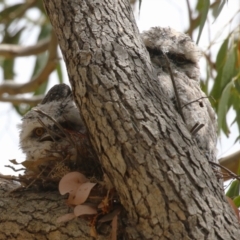 Podargus strigoides (Tawny Frogmouth) at Stranger Pond - 10 Nov 2023 by RodDeb