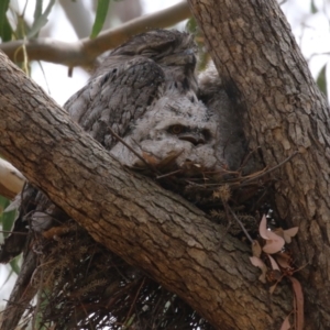 Podargus strigoides at Bonython, ACT - 10 Nov 2023