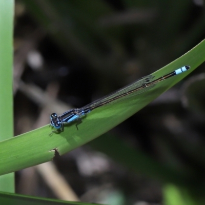 Ischnura heterosticta (Common Bluetail Damselfly) at Brisbane City Botanic Gardens - 8 Nov 2023 by TimL