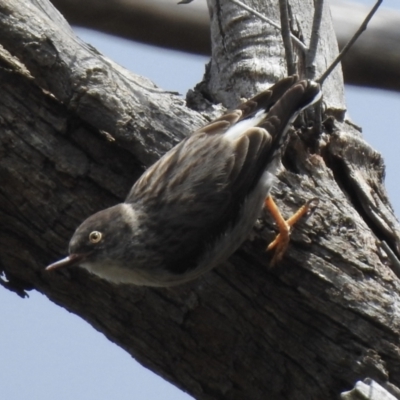 Daphoenositta chrysoptera (Varied Sittella) at Woodlands - 10 Nov 2023 by GlossyGal