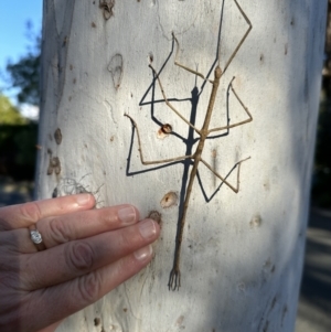 Ctenomorpha marginipennis at Duffy, ACT - 10 Nov 2023