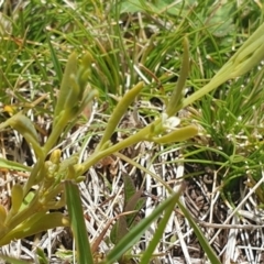 Thesium australe (Austral Toadflax) at QPRC LGA - 10 Nov 2023 by gregbaines