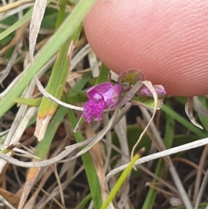 Polygala japonica at QPRC LGA - 10 Nov 2023