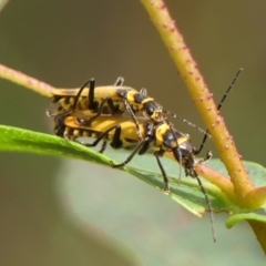 Chauliognathus curvipes (Soldier Beetle) at Wingecarribee Local Government Area - 8 Nov 2023 by Curiosity
