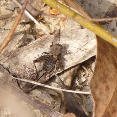 Bobilla sp. (genus) (A Small field cricket) at Bundanoon - 7 Nov 2023 by Curiosity
