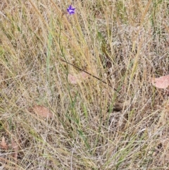 Wahlenbergia gracilenta at The Pinnacle - 5 Nov 2023