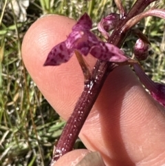 Dipodium punctatum (Blotched Hyacinth Orchid) at Kangaroo Valley, NSW - 10 Nov 2023 by lbradley