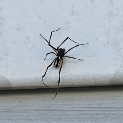 Unidentified Spider (Araneae) at Denman Prospect, ACT - 10 Nov 2023 by AaronClausen