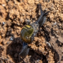 Helicarion cuvieri (A Semi-slug) at Paddys River, ACT - 9 Nov 2023 by SWishart