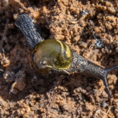 Helicarion cuvieri at Gibraltar Pines - 10 Nov 2023 09:37 AM