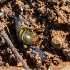 Helicarion cuvieri at Gibraltar Pines - 10 Nov 2023 09:37 AM