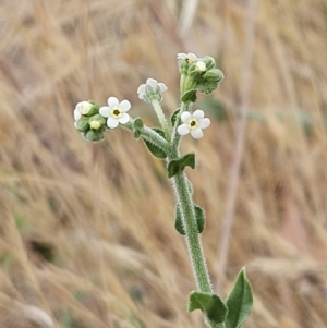 Hackelia suaveolens at The Pinnacle - 5 Nov 2023