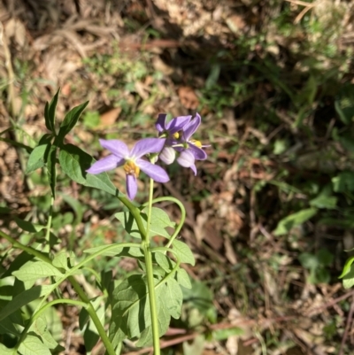 Solanum seaforthianum (Brazilian Nightshade) at Tarrawanna, NSW - 11 Nov 2023 by JohnGiacon