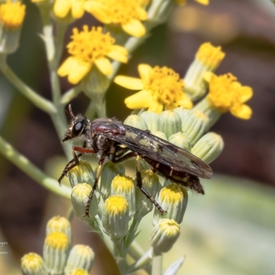 Daptolestes limbipennis at ANBG - 10 Nov 2023 by Roger