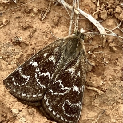 Synemon plana (Golden Sun Moth) at QPRC LGA - 9 Nov 2023 by epic