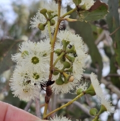 Eucalyptus macrorhyncha (Red Stringybark) at The Pinnacle - 5 Nov 2023 by sangio7